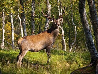 <span class="mw-page-title-main">Norwegian red deer</span> Subspecies of deer