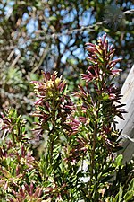 Miniatura para Cestrum buxifolium