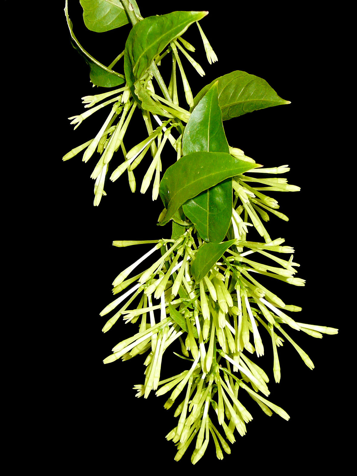 Cestrum nocturnum — Wikipédia