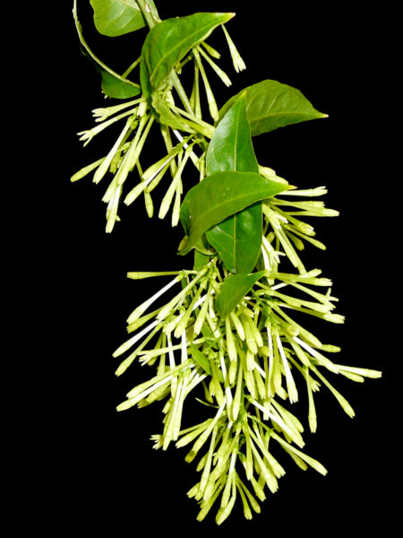 Tập_tin:Cestrum_nocturnum.jpg