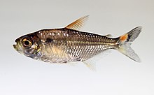 Characidae 2 (5806475087).jpg