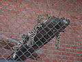 Миниатюра для Файл:Chelyabinsk Zoo 8.JPG