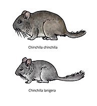 A comparison of long-tailed and short-tailed chinchillas. Chinchillas.jpg