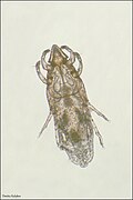 Chirodiscoides caviae