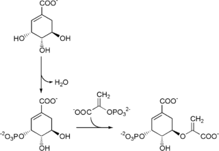 Shikimate pathway Biosynthetic Pathway