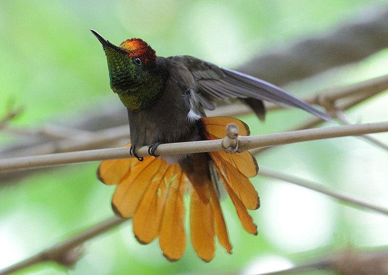 File:Chrysolampis mosquitus - Tiergarten Schönbrunn.jpg