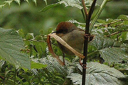 Cisticola chubbi