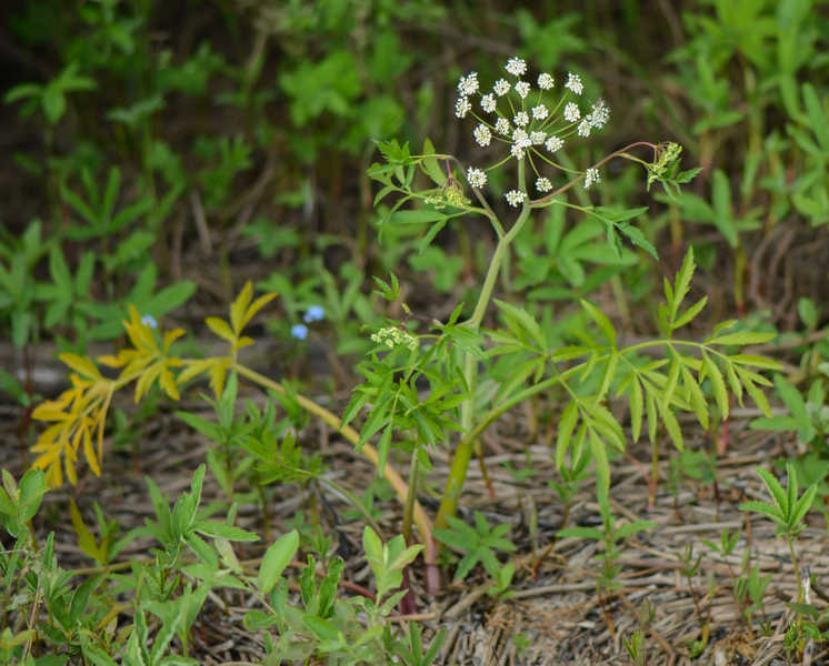 File:Cicuta virosa - 2019-07-09 - Linnerudsjøen.png