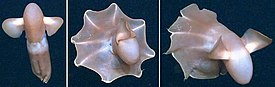 Cirroteuthis muelleri