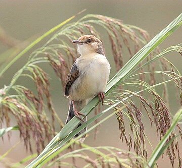 Cisticola