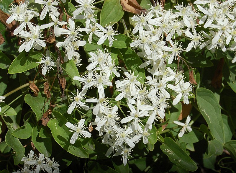 File:Clematis terniflora (2).jpg