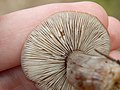 -{Clitocybe butyracea}- - listići