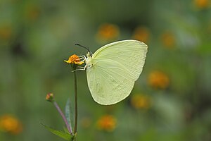 Close wing position of Gandaca harina Horsfield, 1829 – Tree Yellow.jpg