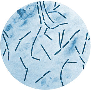 Clostridium septicum Light microscope picture after staining with methylene blue