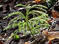 Lycopodium