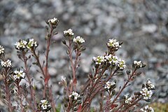 Description de l'image Cochlearia groenlandica IMG 6955 polarskjörbuksurt longyearbyen.JPG.