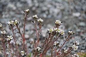 Afbeelding beschrijving Cochlearia groenlandica IMG 6955 polarskjörbuksurt longyearbyen.JPG.