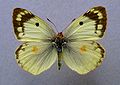 Colias hyale, ♀