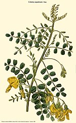 Vignette pour Colutea nepalensis