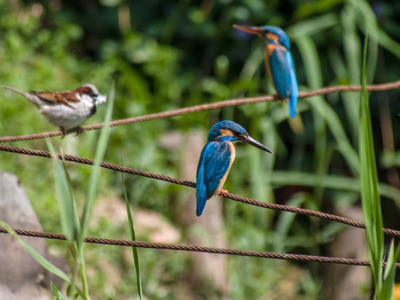 File:Common Kingfishers and House Sparrow (14570707261).jpg