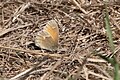 Common Ringlet Butterfly Muddy Hollow Marin CA 2018-09-24 12-50-32 (45723018041).jpg