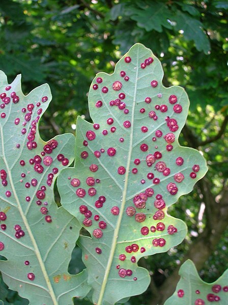 File:Common Spangle gall.JPG