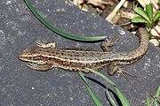 Lucertola comune (Zootoca vivipara) .jpg