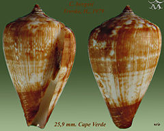 Description de l'image Conus borgesi 1.jpg.