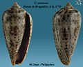 Conus cinereus 1.jpg