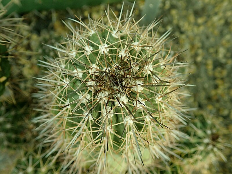 File:Copiapoa grandiflora 2019-12-13 6758.jpg