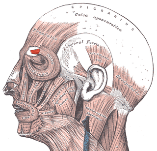 Facial electromyography