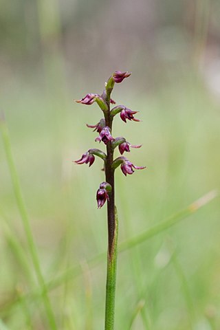 <i>Corunastylis</i> Genus of orchids