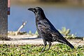 * Nomination A carrion crow (Corvus corone) in parc Georges-Valbon, France. --Alexis Lours 08:52, 10 January 2024 (UTC) * Promotion  Support Good quality. --Poco a poco 09:17, 10 January 2024 (UTC)