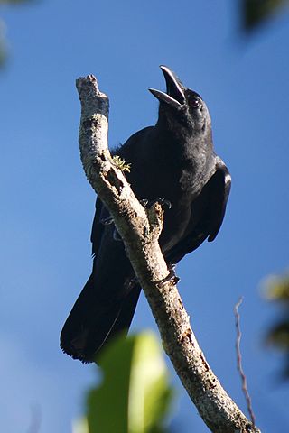 <span class="mw-page-title-main">Slender-billed crow</span> Species of bird