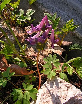 Corydalis solida