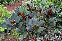 Costus erythrophyllus - Флора паркі - Кельн, Германия - DSC00612.jpg