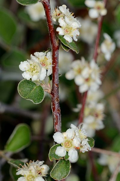 File:Cotoneaster nummularius 2.jpg