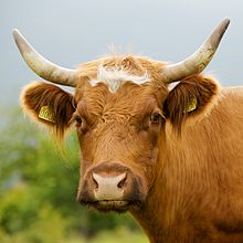 Photographie couleur et à partir du cou d'une vache rousse couronnée de cornes.