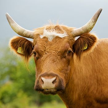 Portrait of a cow