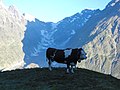 Cows - Mont Blanc area.jpg