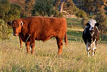 Grass can be a limited resource for grazing cows Cows at dawn.jpg