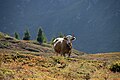 Cows on Simplonpass in August