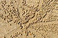 * Nomination Sand balls made by sand bubbler crab. By User:Argenberg --Mike Peel 16:44, 13 April 2022 (UTC) * Promotion  Support Good quality. --Tagooty 04:29, 14 April 2022 (UTC)