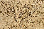 Thumbnail for File:Crab sand balls, Koh Yao Noi, Phang Nga Bay, Thailand.jpg