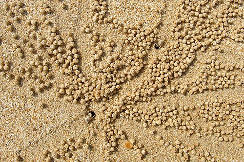 Crab sand balls, Koh Yao Noi, Phang Nga Bay, Thailand.jpg