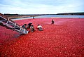 クランベリー果実を水選する人々（アメリカのニュージャージー州）
