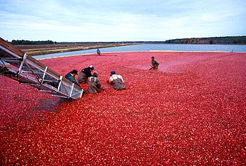 Récolte de fruits de la canneberge (aussi appelée cranberry en anglais, ou atoca ou ataca au Québec), dans le New Jersey (États-Unis). (définition réelle 3 157 × 2 125*)
