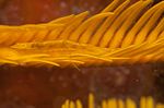 Thumbnail for Crinoid shrimp