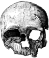 Cro-Magnon-female Skull.png