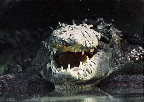 File:Crocodile grin-scubadive67.jpg